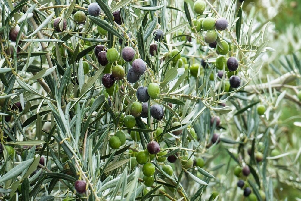 olivos