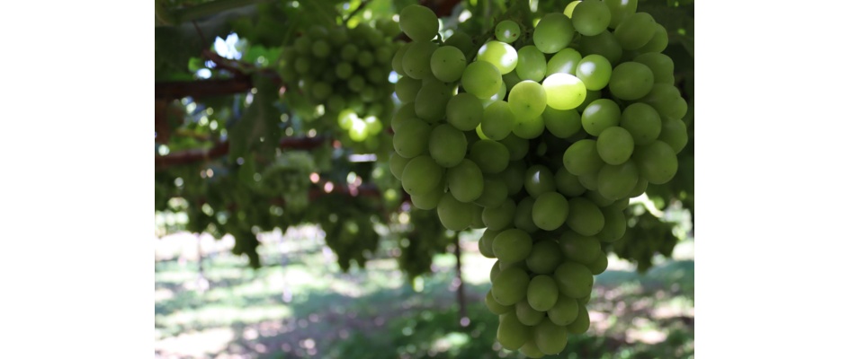 MedSNAIL_AoT_OhanesGrape1